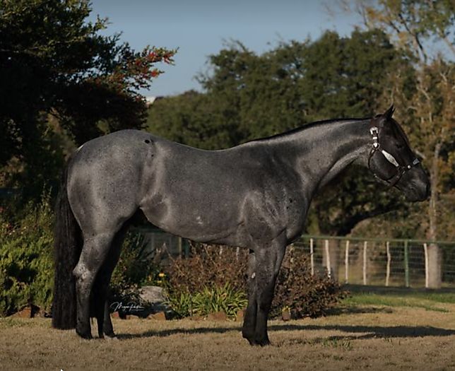 HASHTAGS Cutting Horse Central