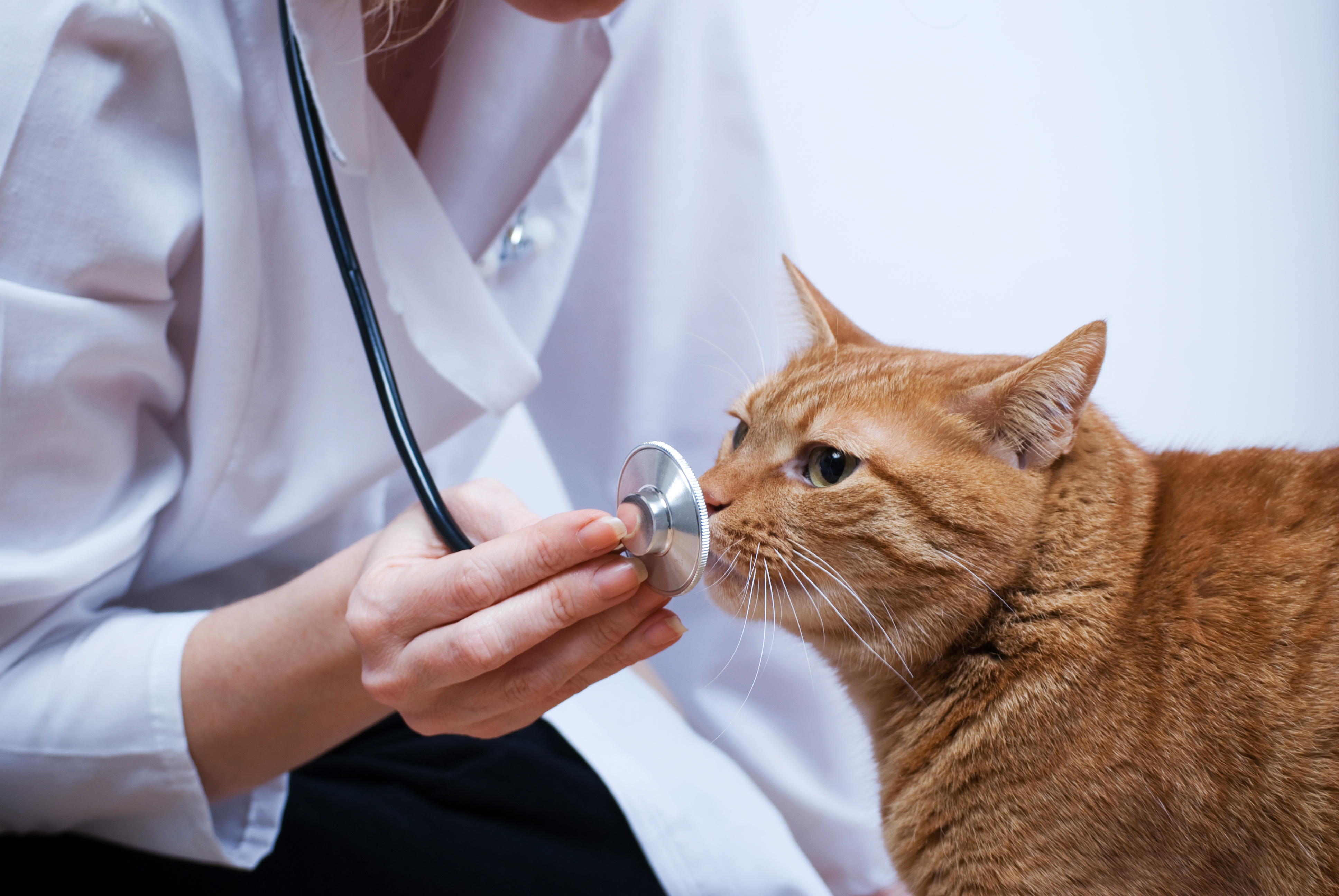 Dog And Cat Vet Clinic Fresno