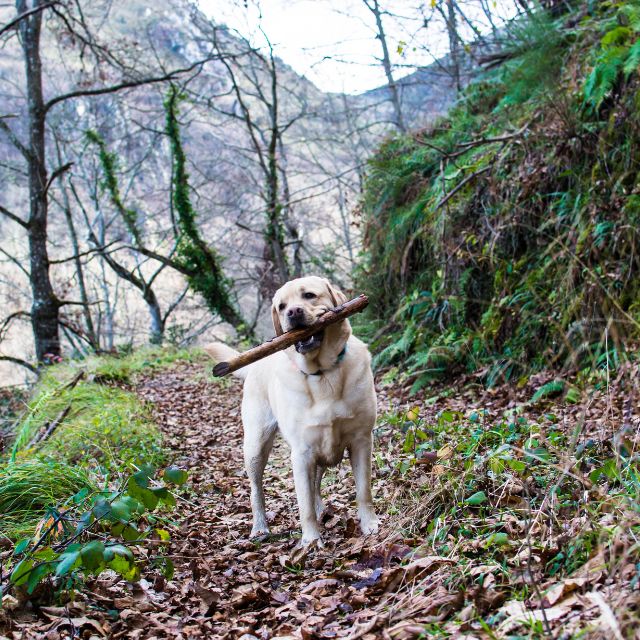 Claremont Veterinary Hospital Patient Gallery Vet Clinic In Claremont, CA
