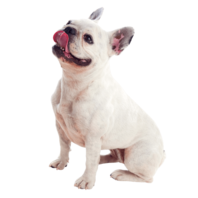 About Claremont Veterinary Hospital Vet In Claremont, CA 91711