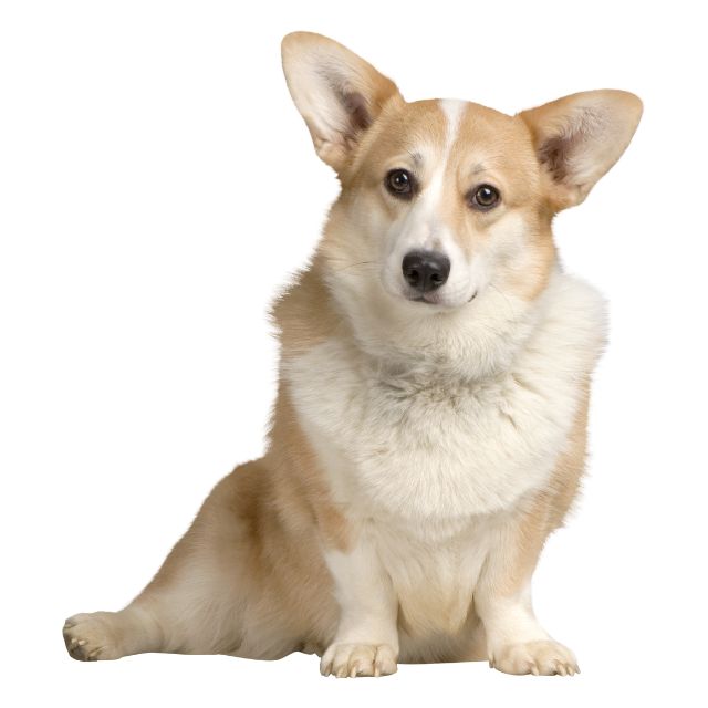 Veterinary Appointment In Claremont, CA 91711 Claremont Veterinary