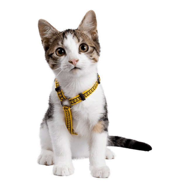 Claremont, CA 91711 Veterinary Services Claremont Veterinary Hospital