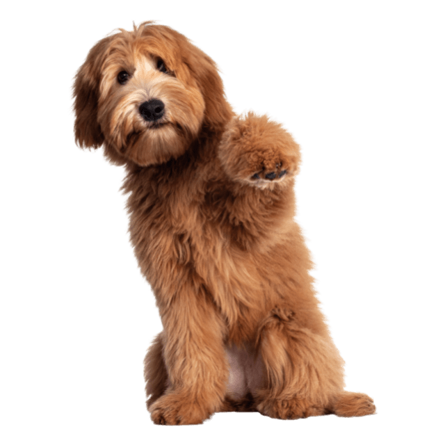 Pet Dermatology In Claremont, CA 91711 Claremont Veterinary Hospital