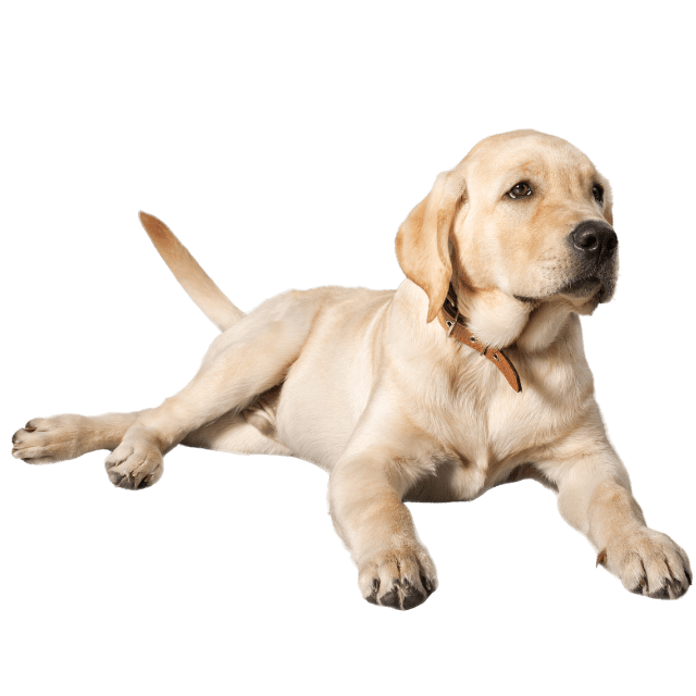 Claremont Veterinary Hospital Patient Gallery Vet Clinic In Claremont, CA