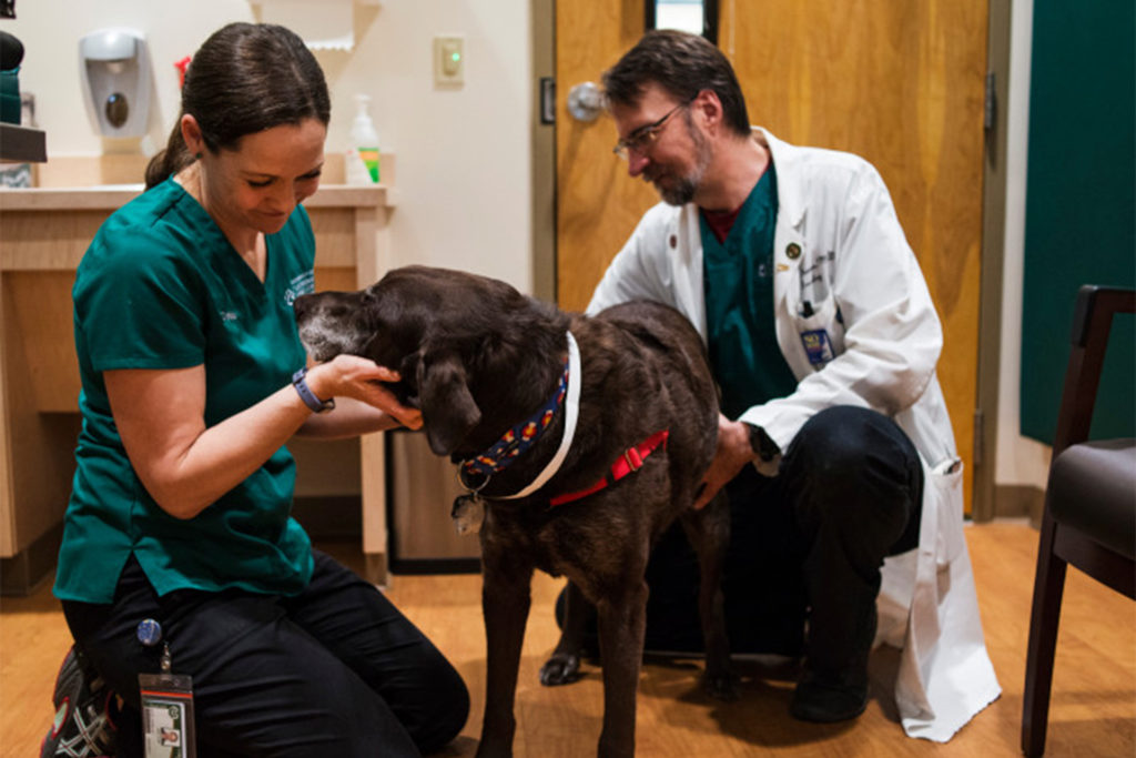 From rural roots to modern medicine College of Veterinary Medicine and
