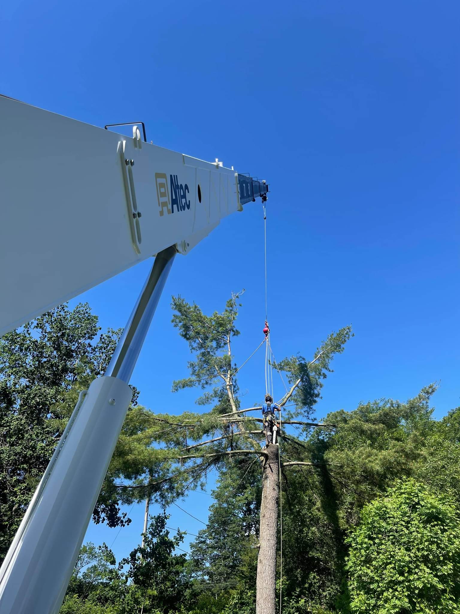 Cranes in Tree Care