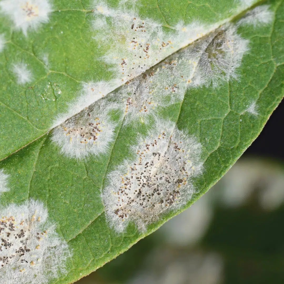 Protecting Your Trees from Powdery Mildew Cumberland Valley Tree
