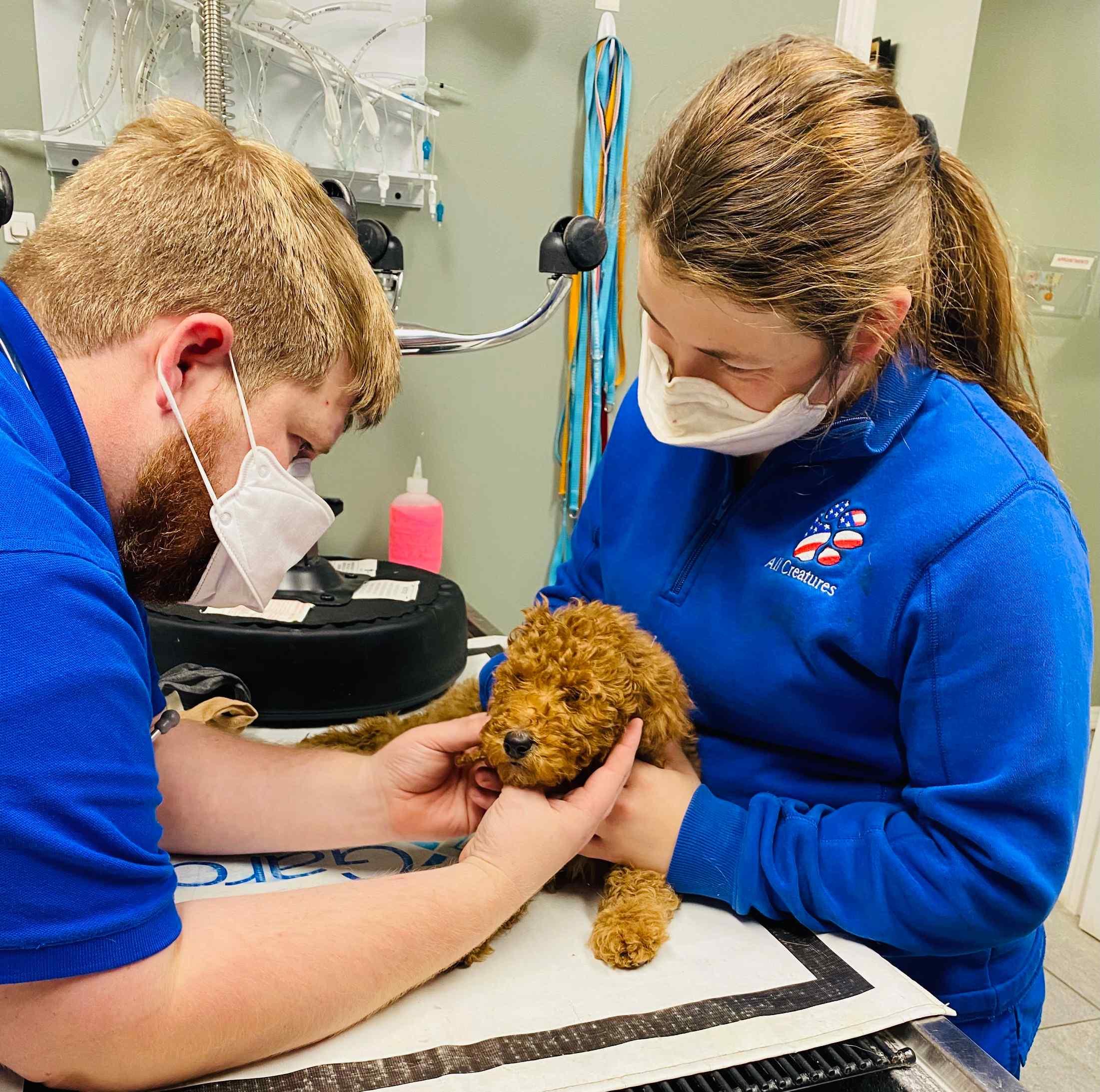 Our Veterinary Health Care Team