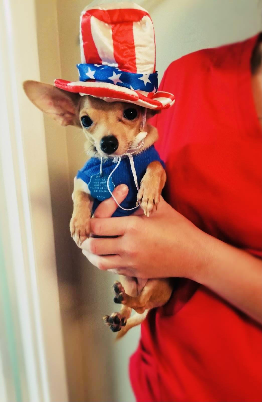 Our Veterinary Health Care Team