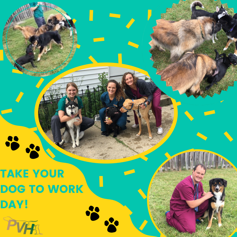Take Your Dog to Work Day 2018