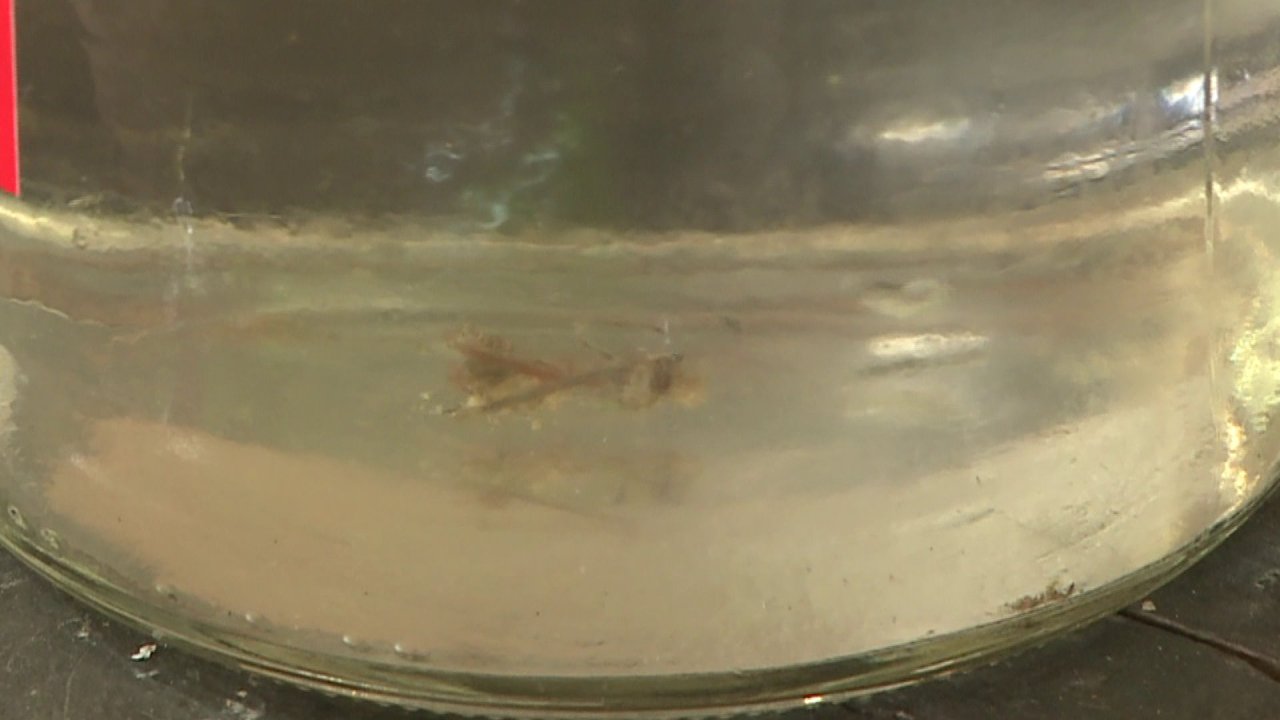 Worms in the Water in Small Texas Town