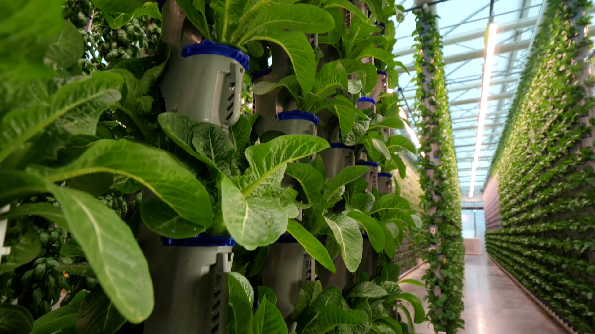 A look inside Texas’s only greenhouse vertical farm CW33 Dallas / Ft