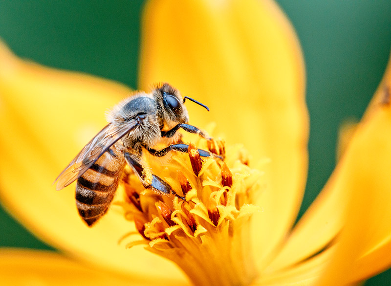 Busy Bee christianityworks