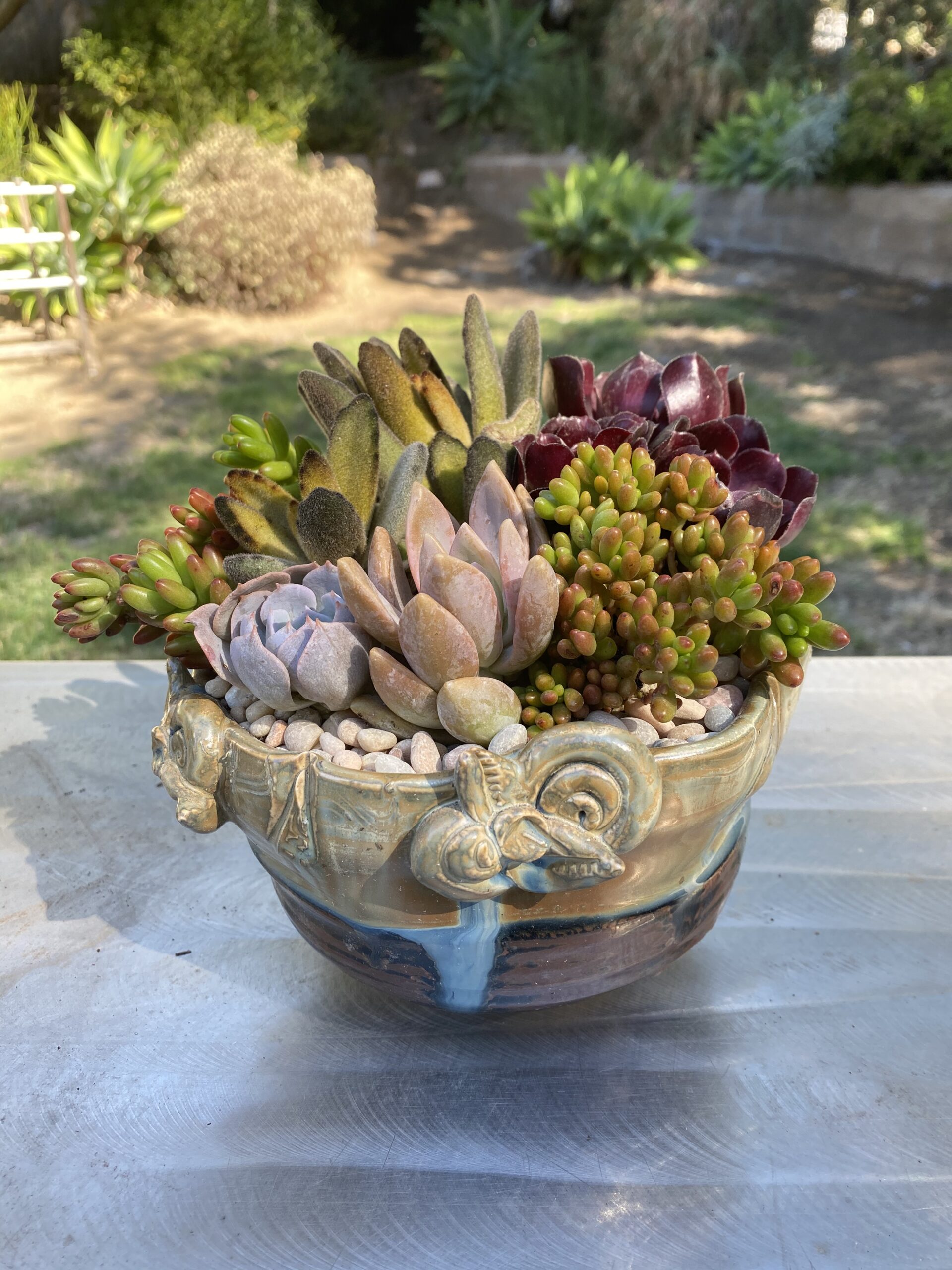 Succulent container garden CW Design and Landscaping