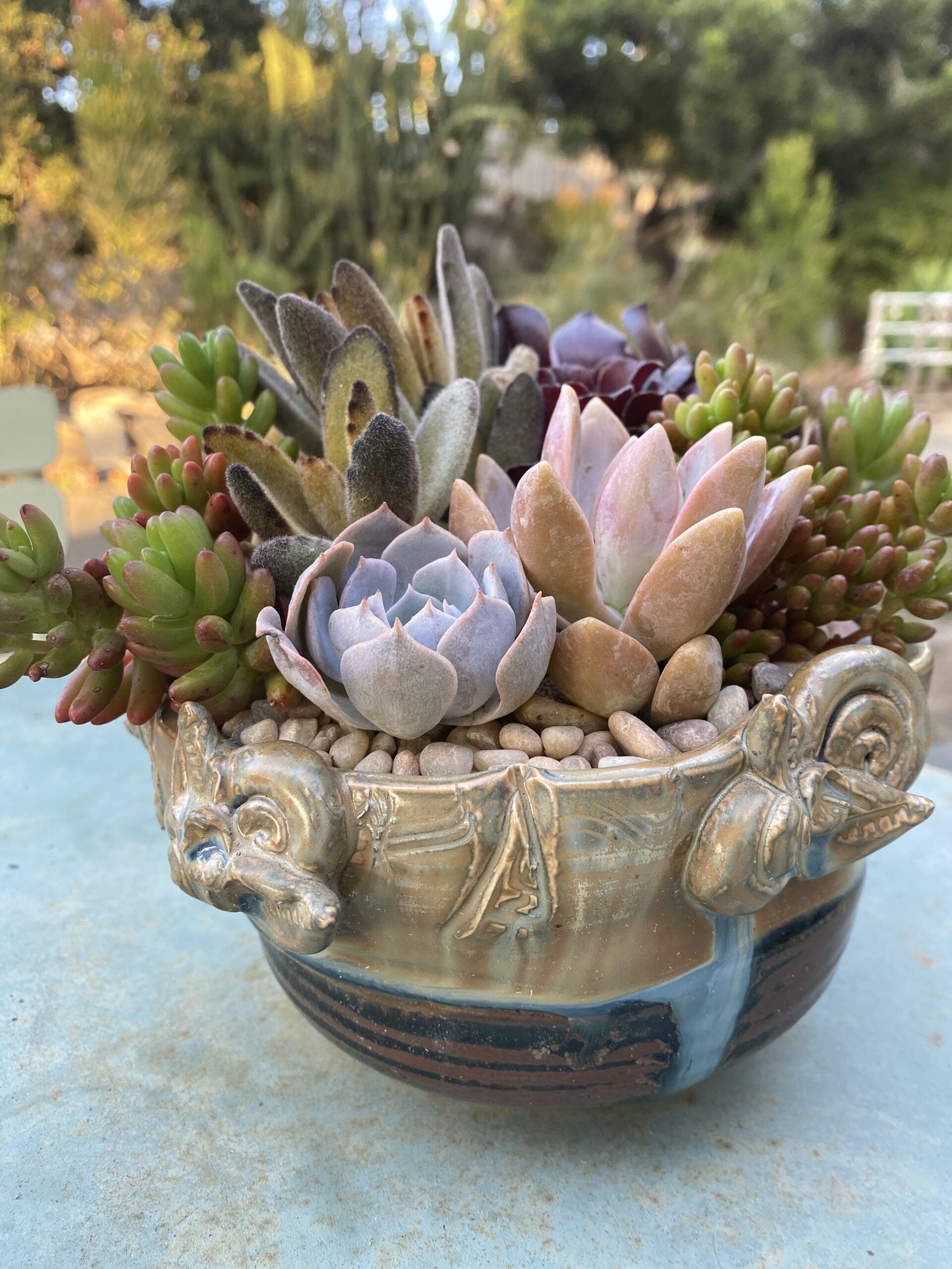 Succulent container garden CW Design and Landscaping