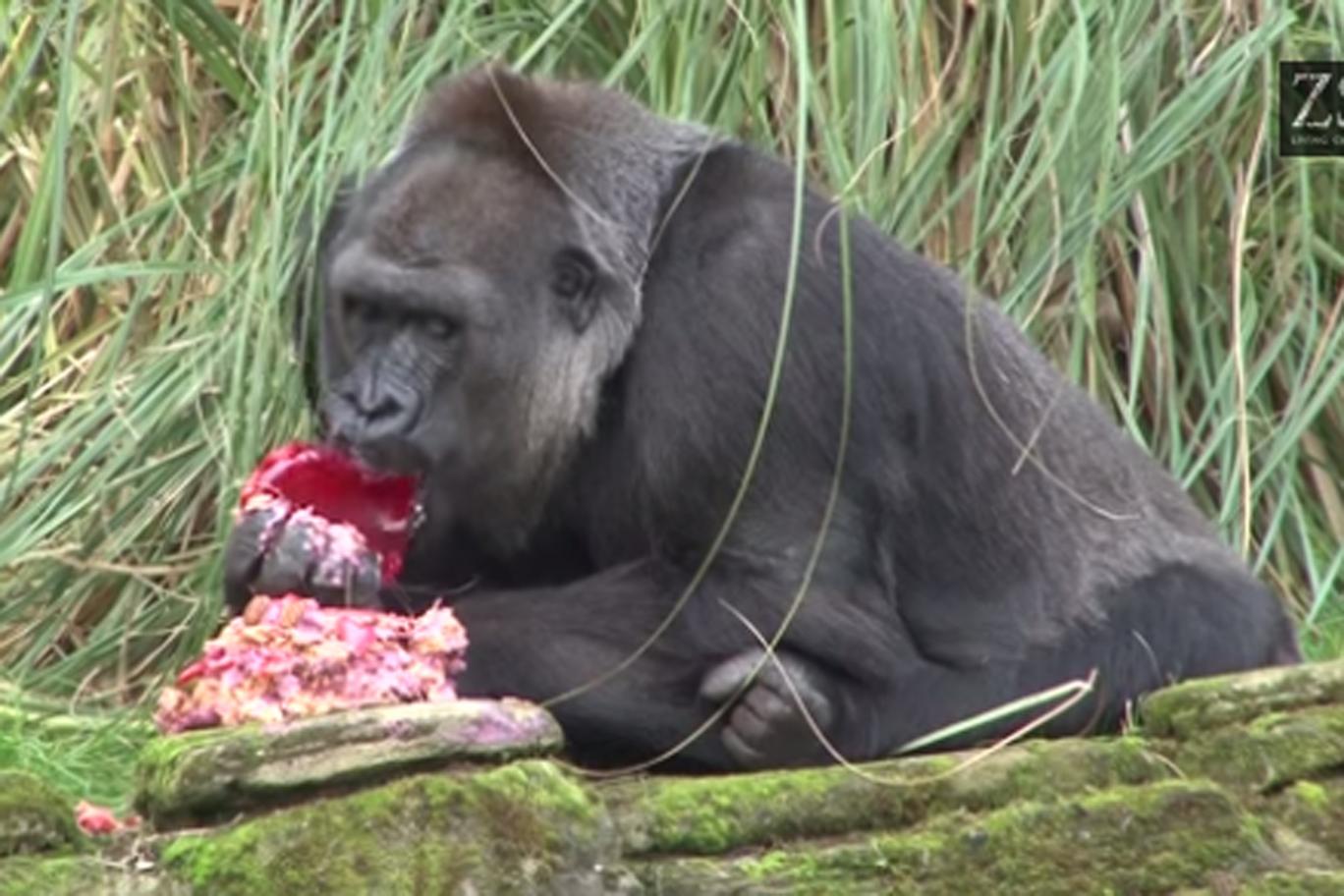 Cincinnati Zoo Gorilla Shot and Killed After 3YearOld Boy Falls Into