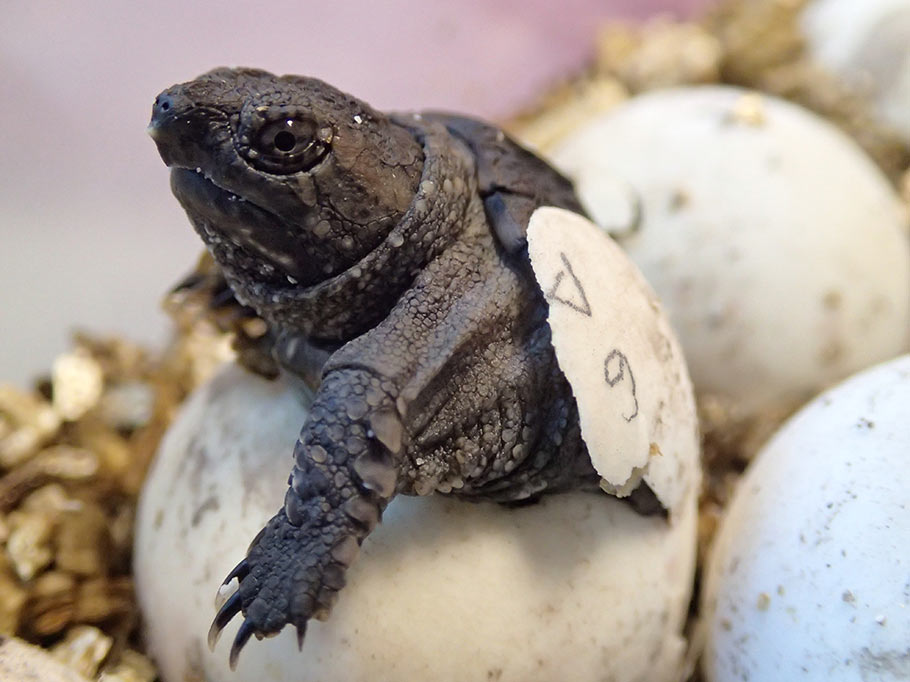 Canadian Wildlife Federation Saving Turtles At Risk (START)