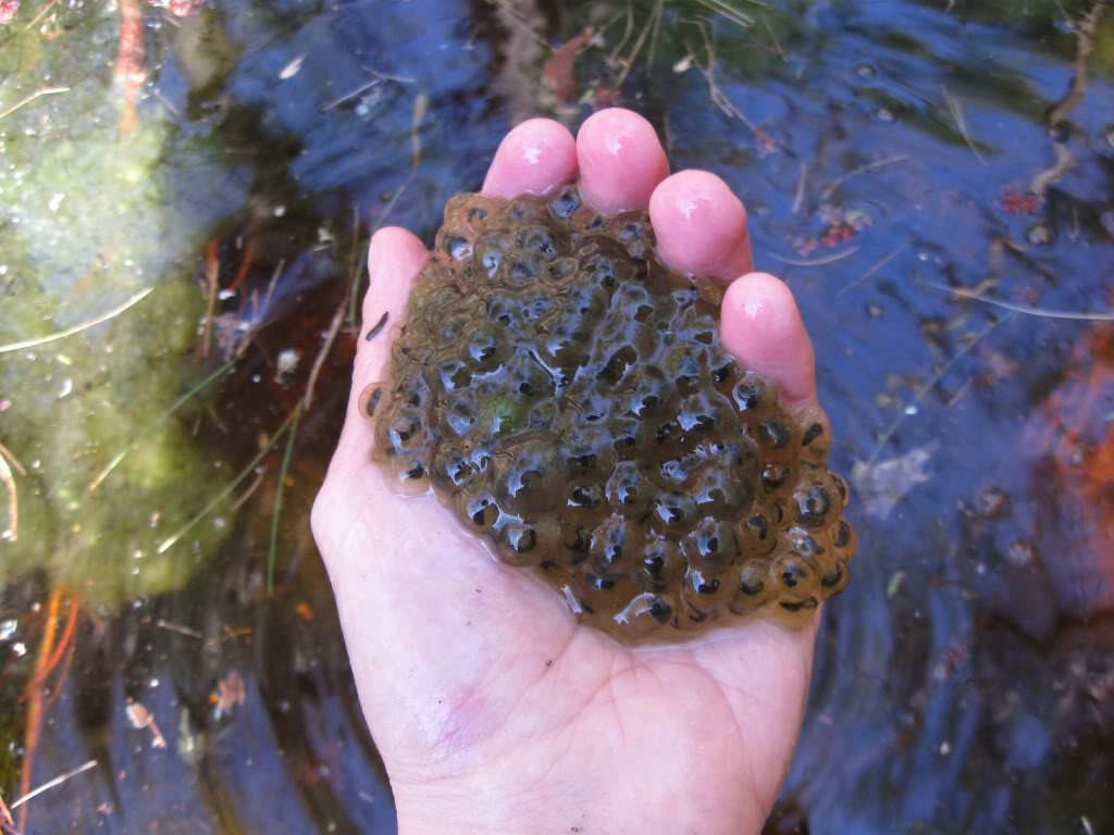 The Curious Case of Tadpole Mortality Cornell Wildlife Health Lab