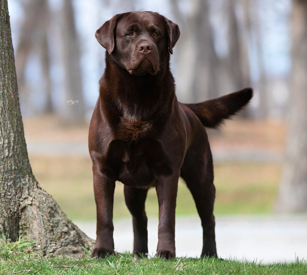 Chocolate Labrador Puppies Illinois / Riorock Labrador Retriever