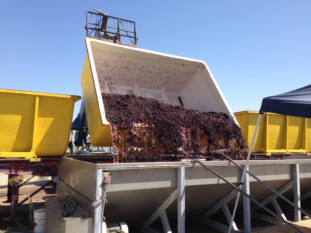 On Time Wine Grape Harvesting Cacciatore Fine Wines & Olive Oil Corp.
