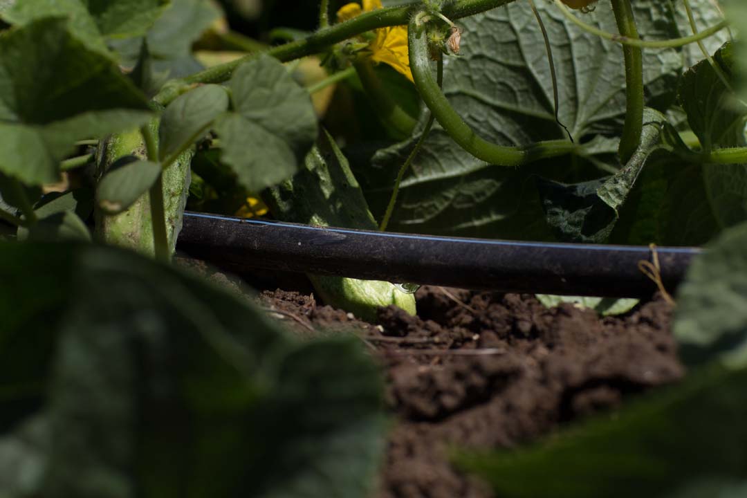 Crop Specialist, Nursery Tree Specialist Othello, WA & Ontario, OR