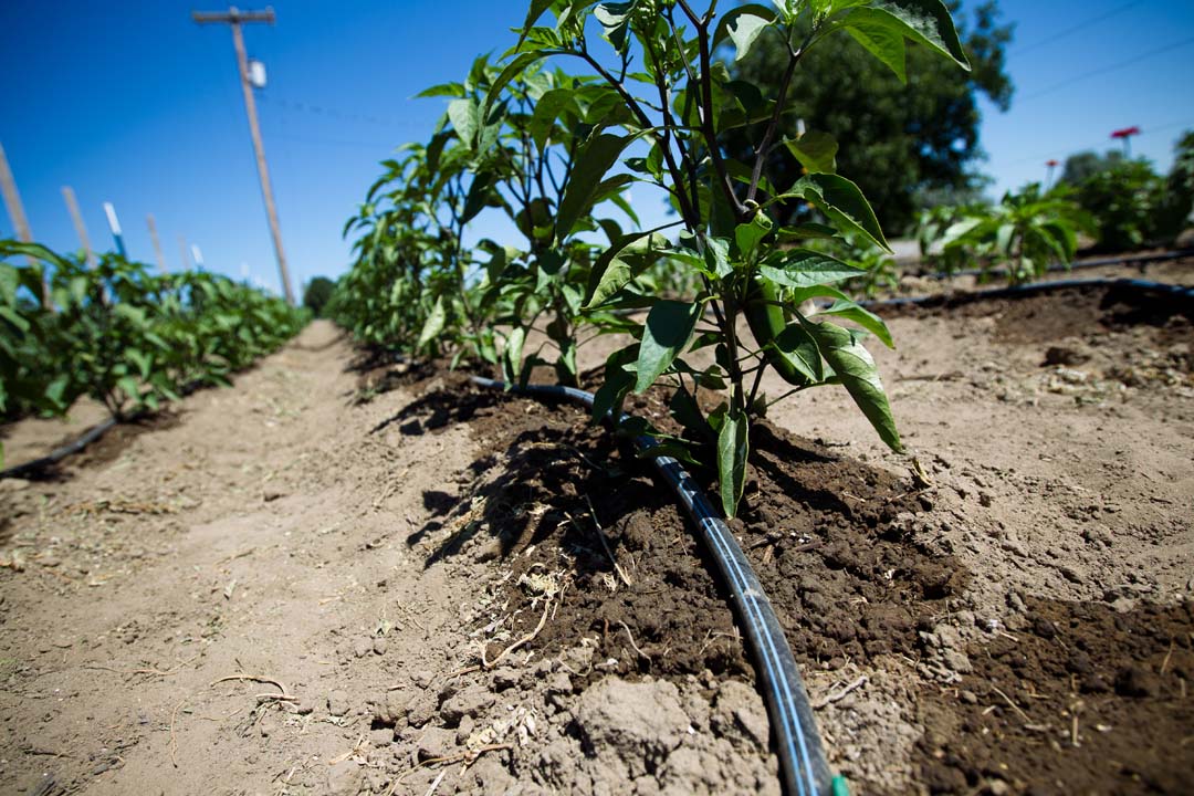 Crop Specialist, Nursery Tree Specialist Othello, WA & Ontario, OR