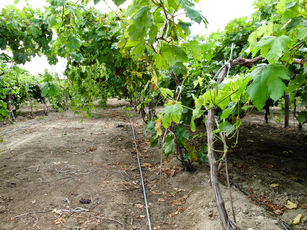 Crop Specialist, Nursery Tree Specialist Othello, WA & Ontario, OR