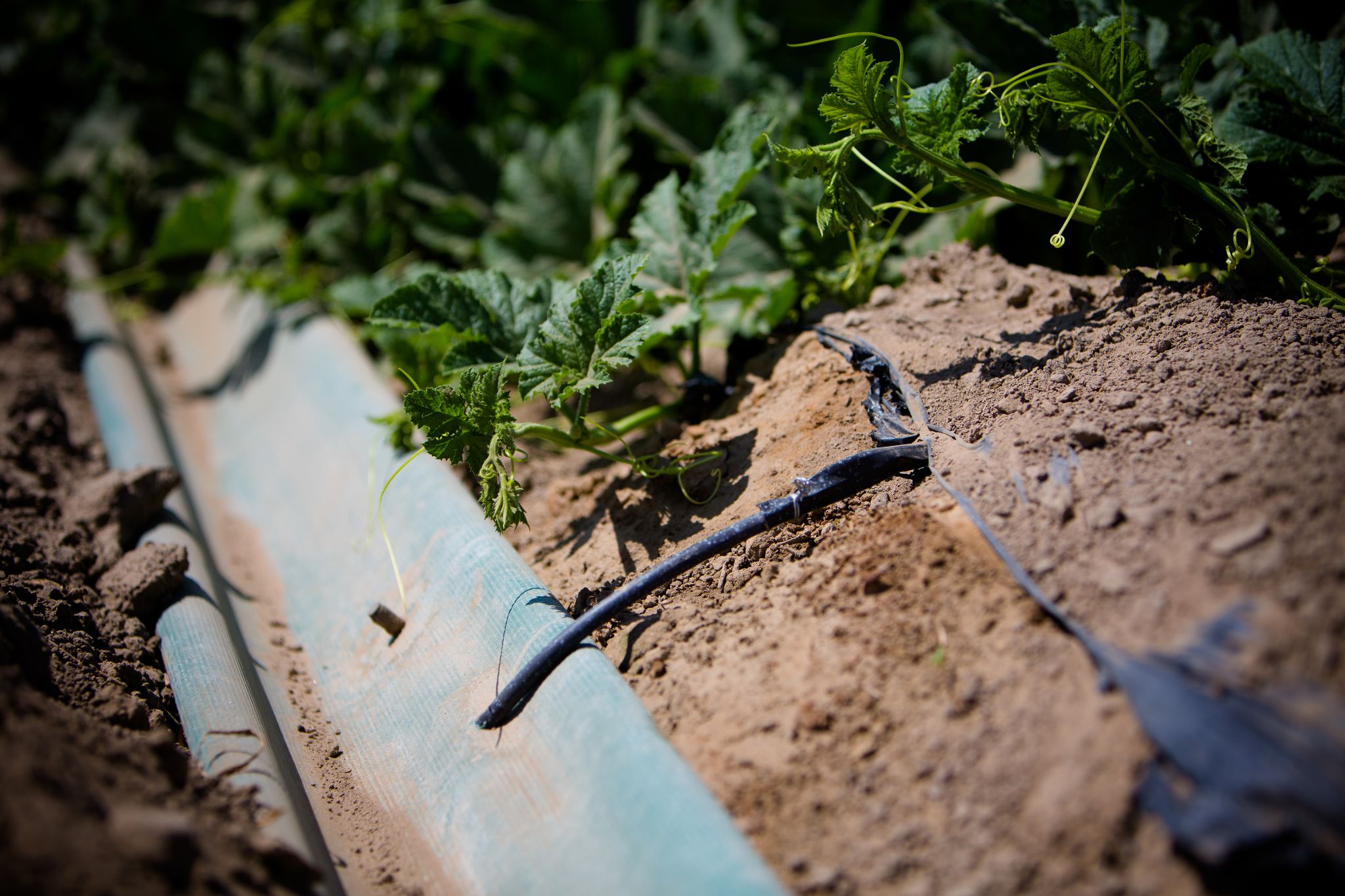 Drip Irrigation Systems, Irrigation Solutions Othello, WA & Ontario
