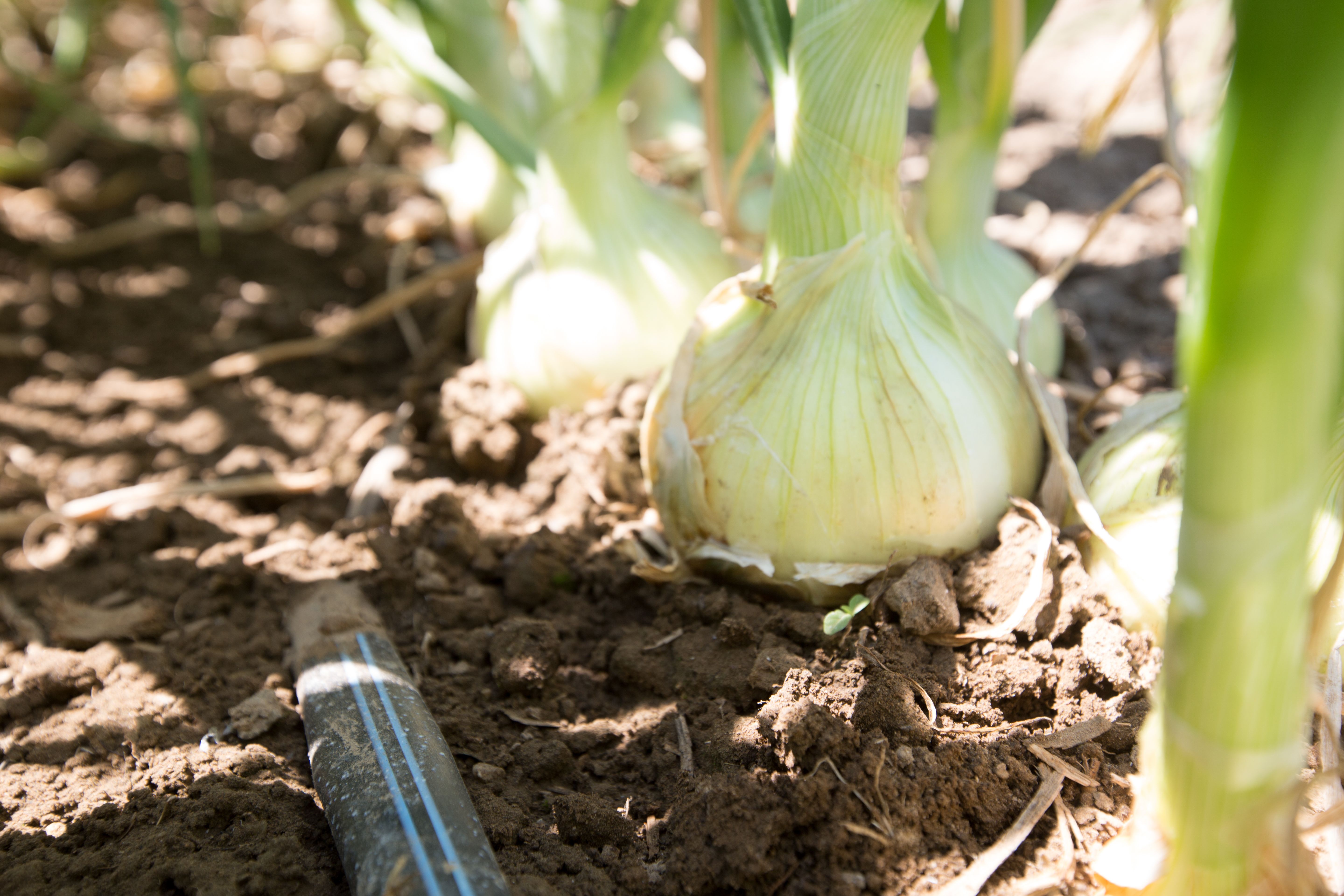 Drip Irrigation Systems, Irrigation Solutions Othello, WA & Ontario