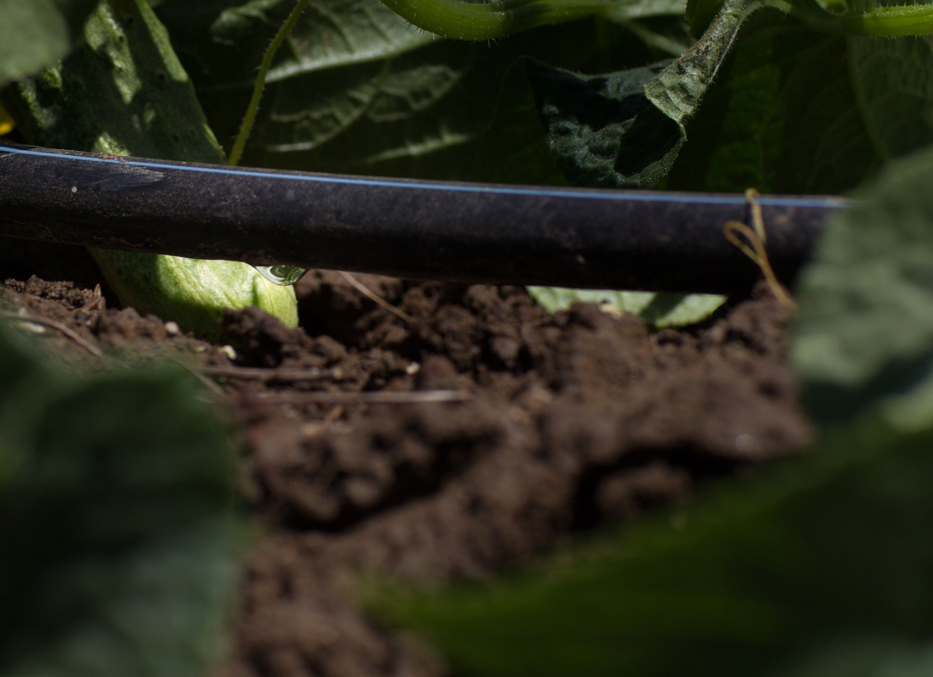 Drip Irrigation Systems, Irrigation Solutions Othello, WA & Ontario