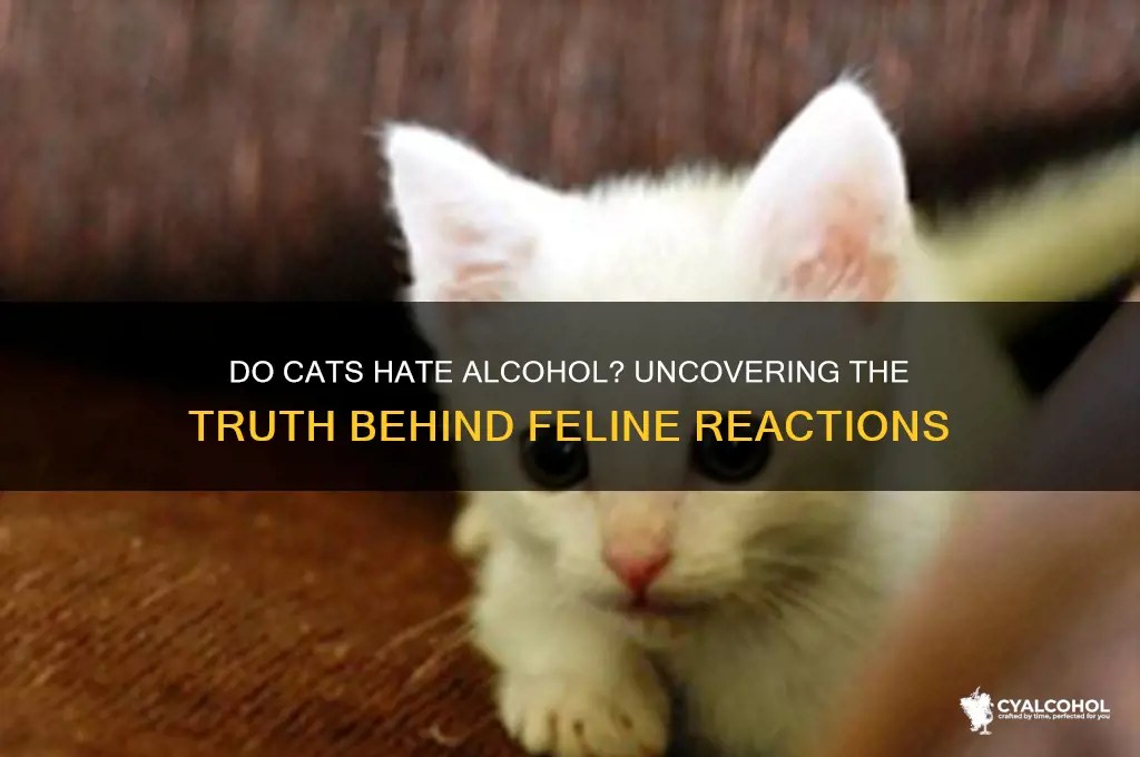 Do Cats Hate Alcohol Uncovering The Truth Behind Feline Reactions