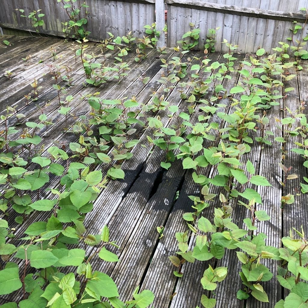 How does Japanese Knotweed spread? CYB Environmental