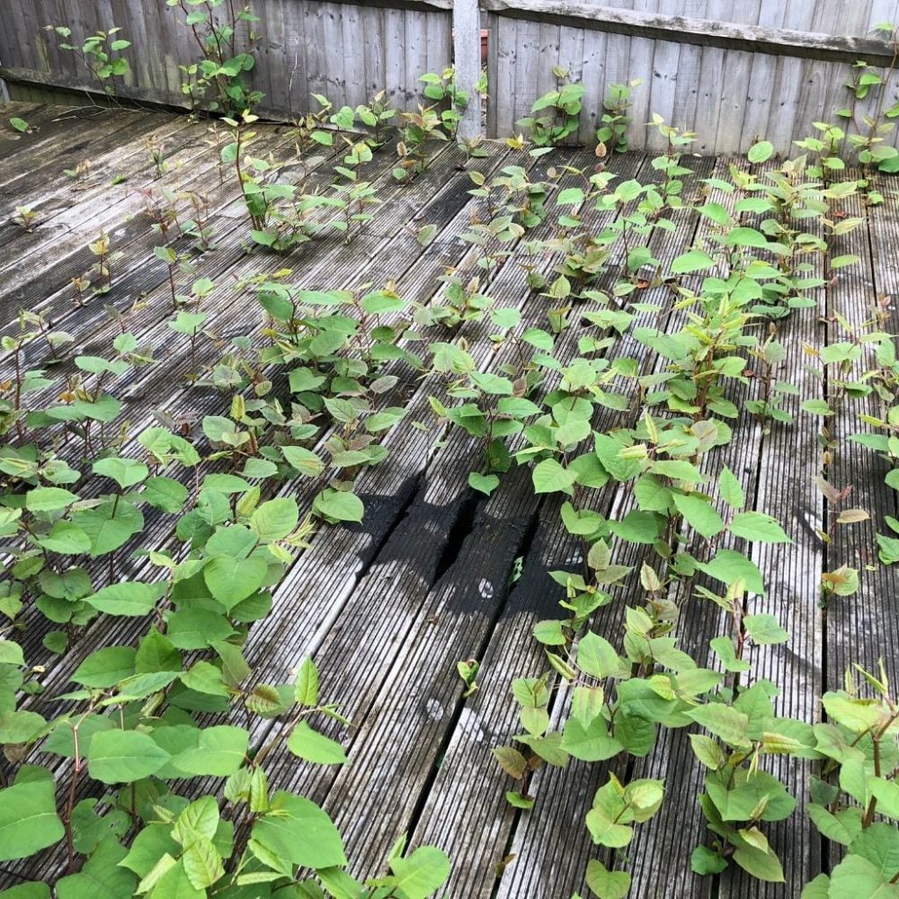 Common Mistakes Made with Japanese Knotweed Removal CYB