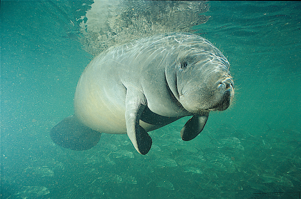 Record Manatees Spotted in Florida Cyber Gazing