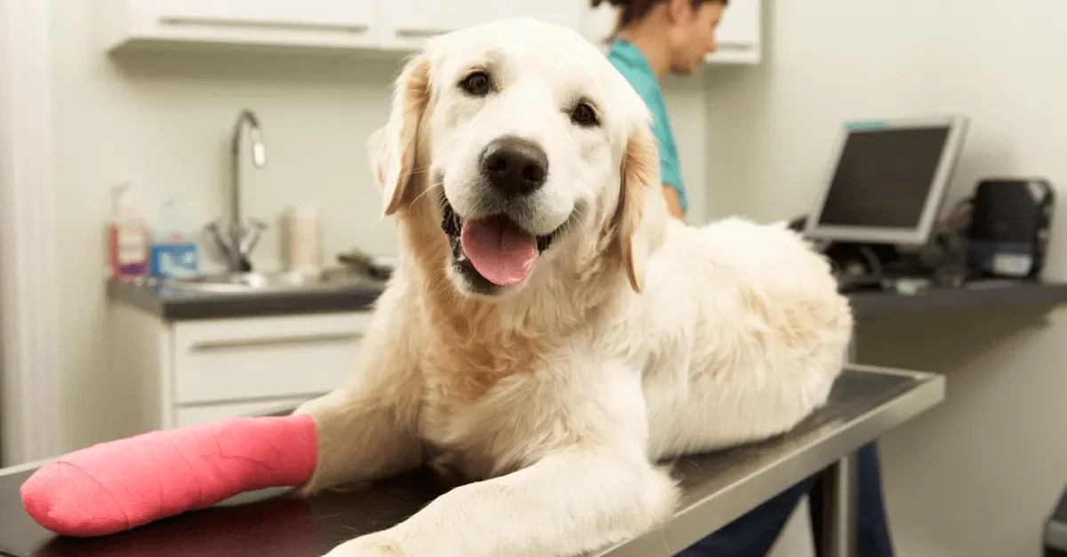 The Ultimate Guide to Cheap Pet Insurance Cyber Sectors