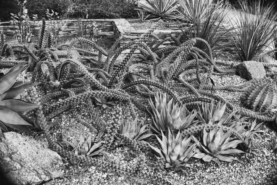 Octopus Cacti Photography by CyberShutterbug