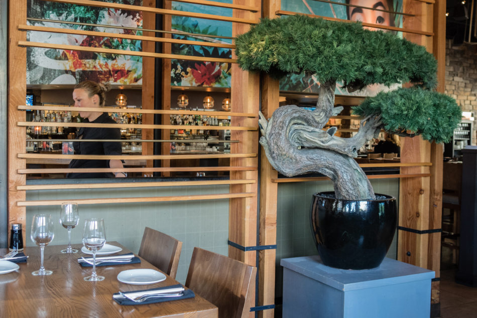 Bonsai Photography by CyberShutterbug