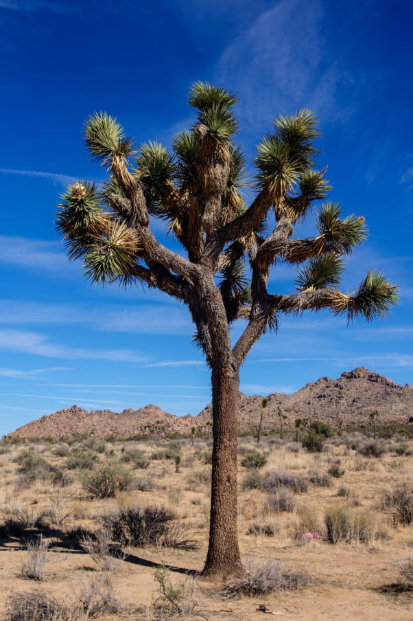 Joshua Tree Photography by CyberShutterbug