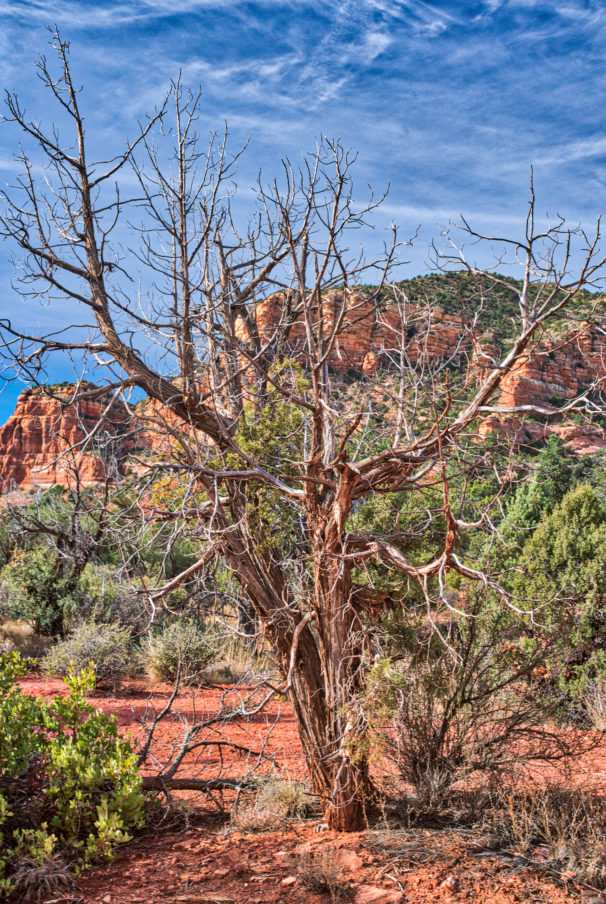 Mesquite Study Photography by CyberShutterbug