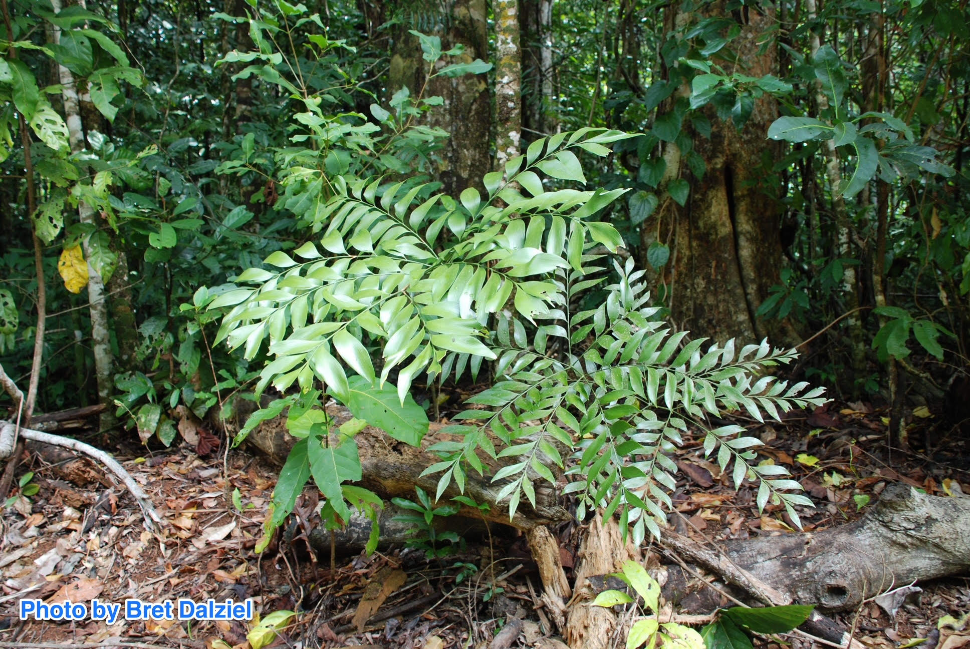 Bowenia spectabilis » Jones Landscaping Nursery