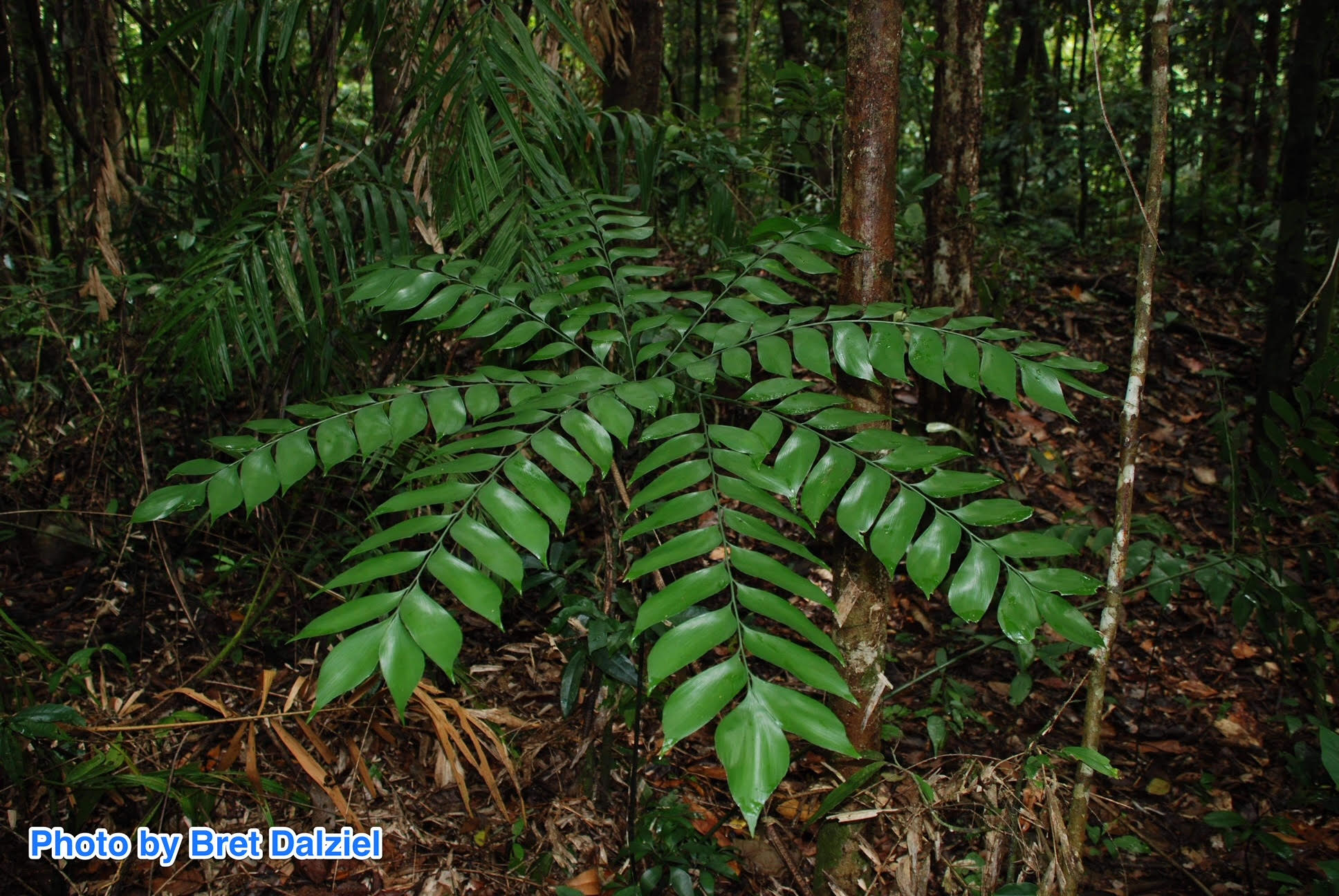 Bowenia spectabilis » Jones Landscaping Nursery
