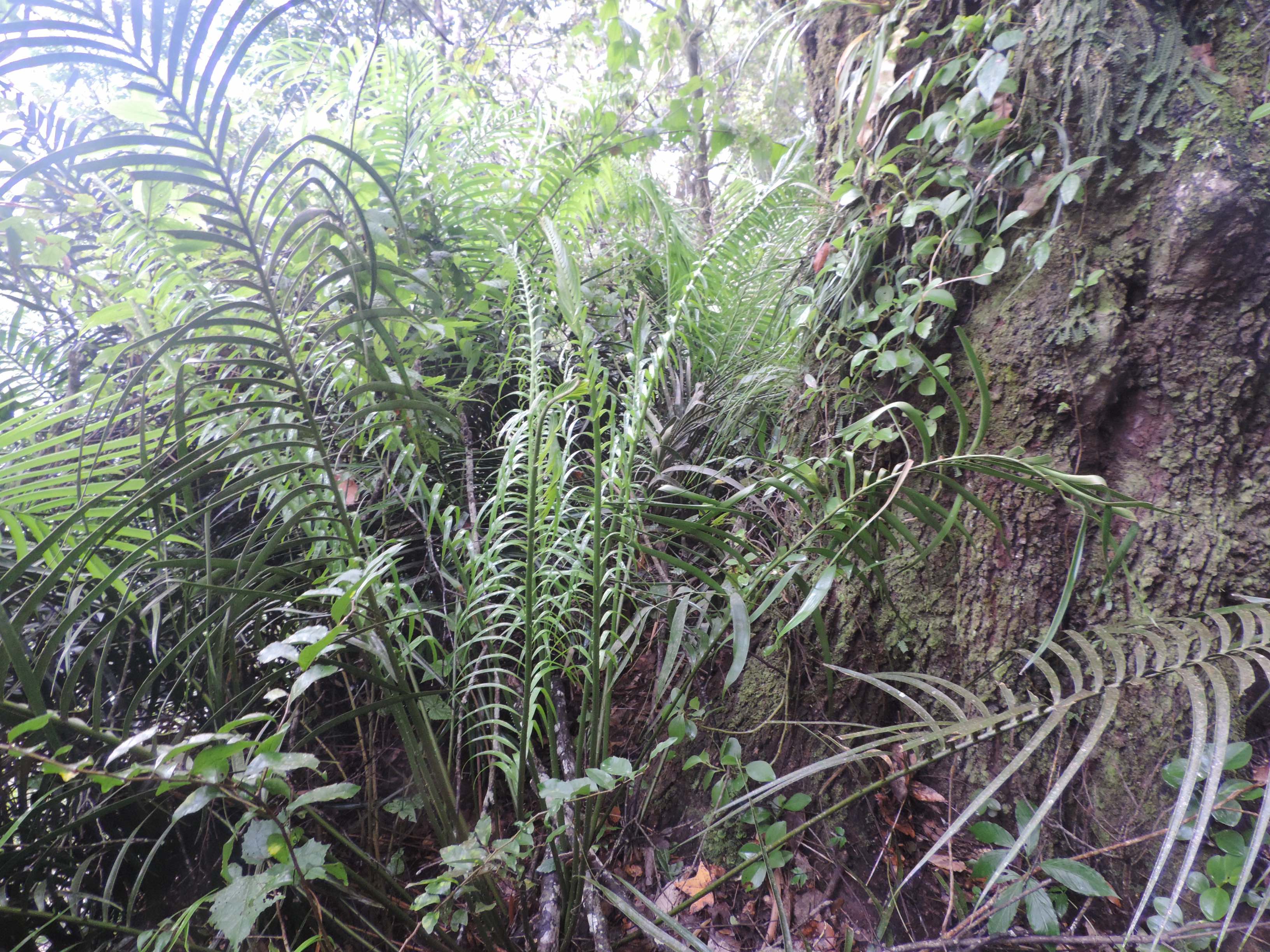 Ceratozamia tenuis » Jones Landscaping Nursery