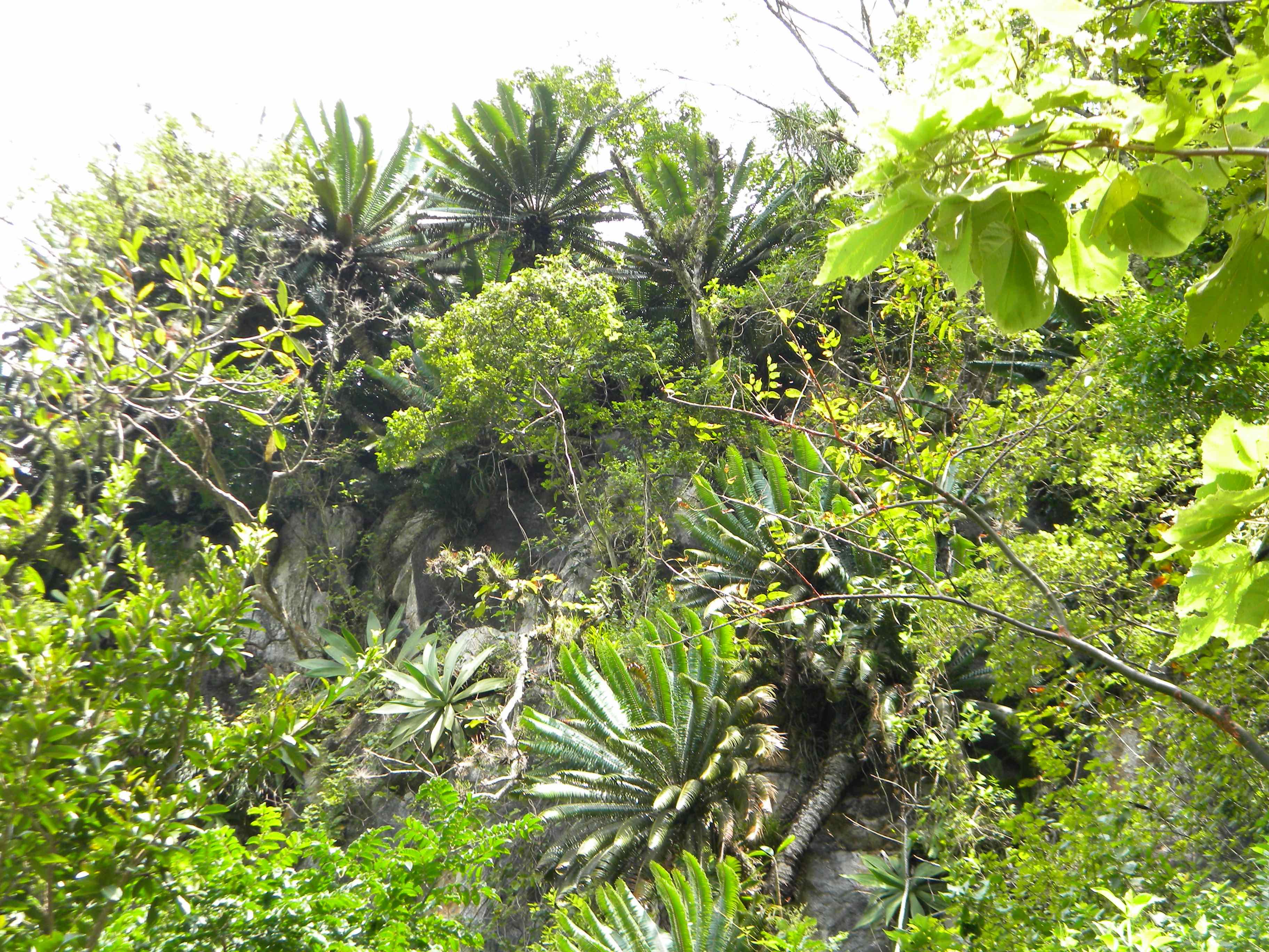 Dioon rzedowskii » Jones Landscaping Nursery