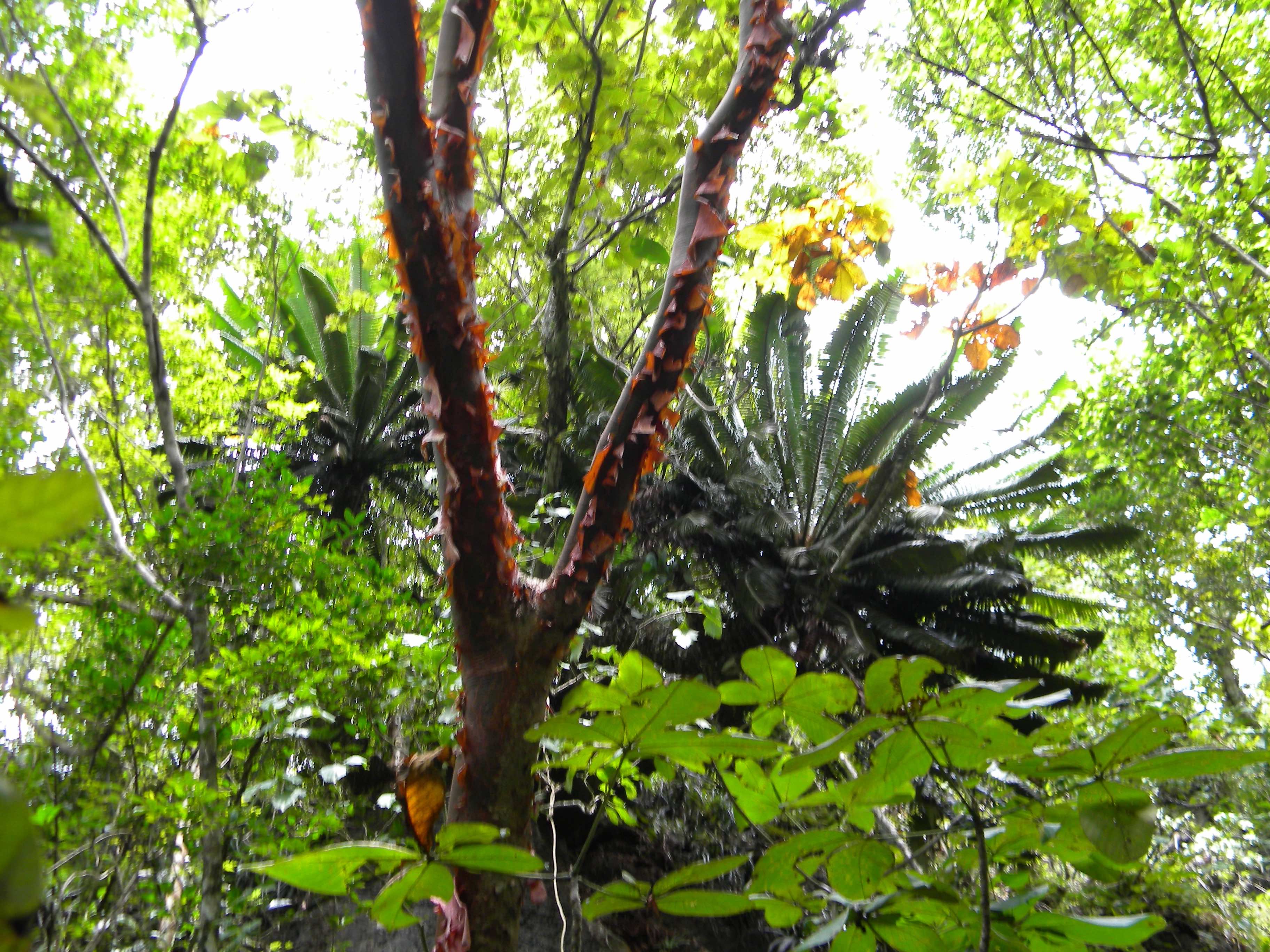 Dioon rzedowskii » Jones Landscaping Nursery