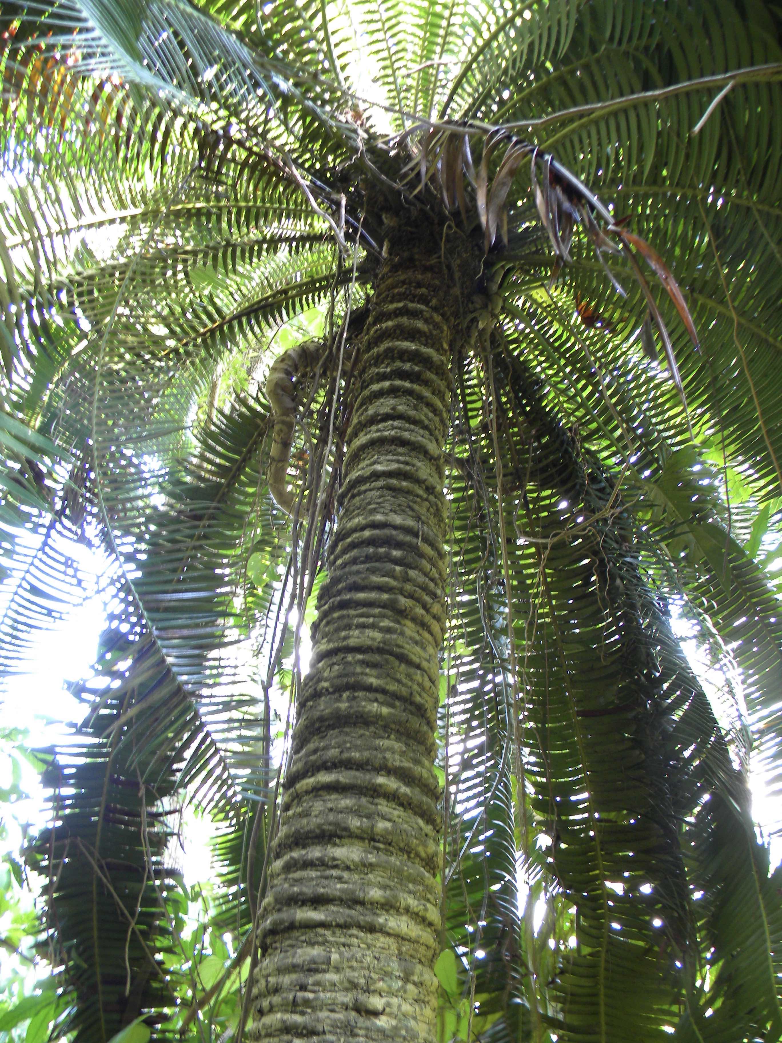 Dioon spinulosum » Jones Landscaping Nursery