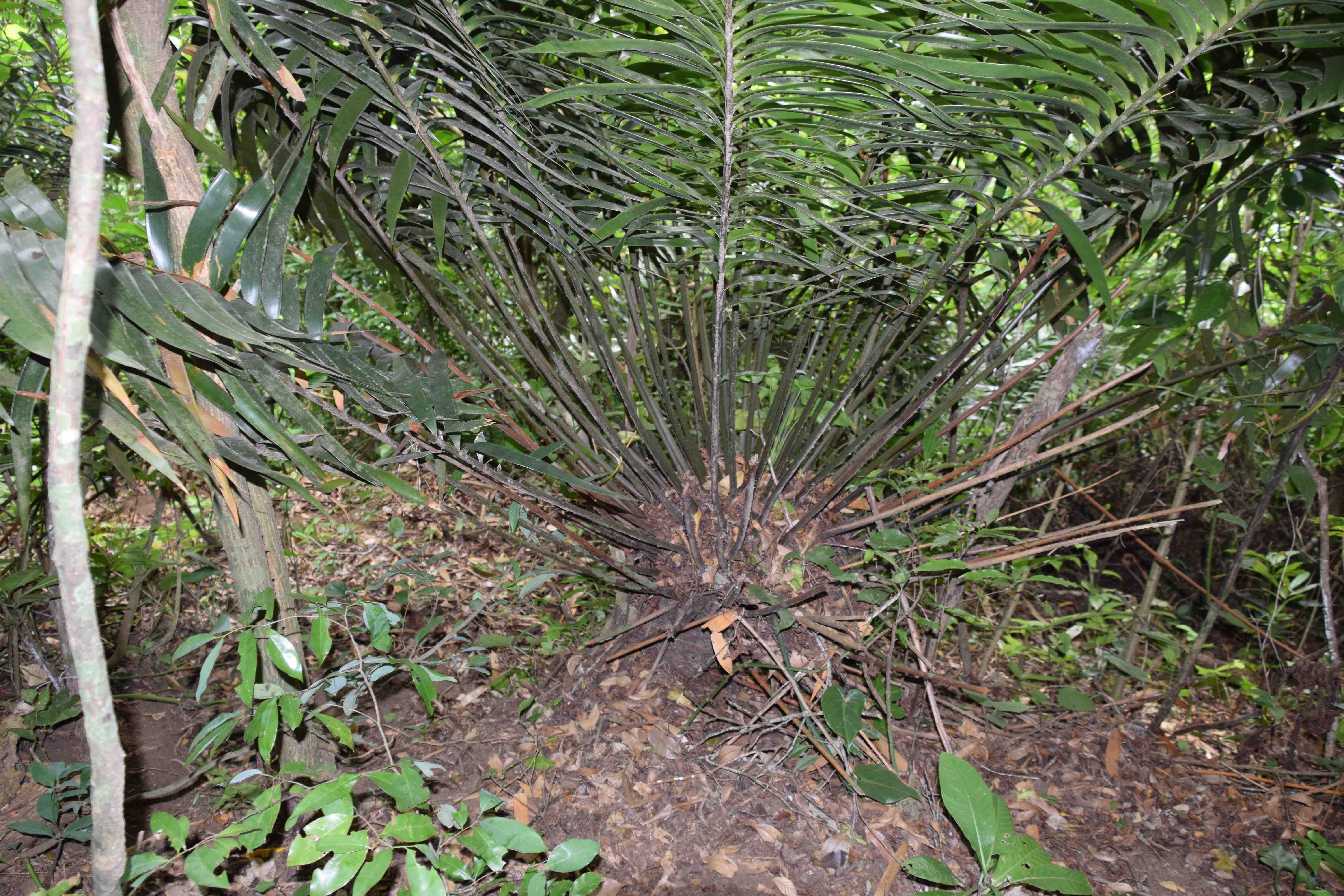 Ceratozamia subroseophylla » Jones Landscaping Nursery