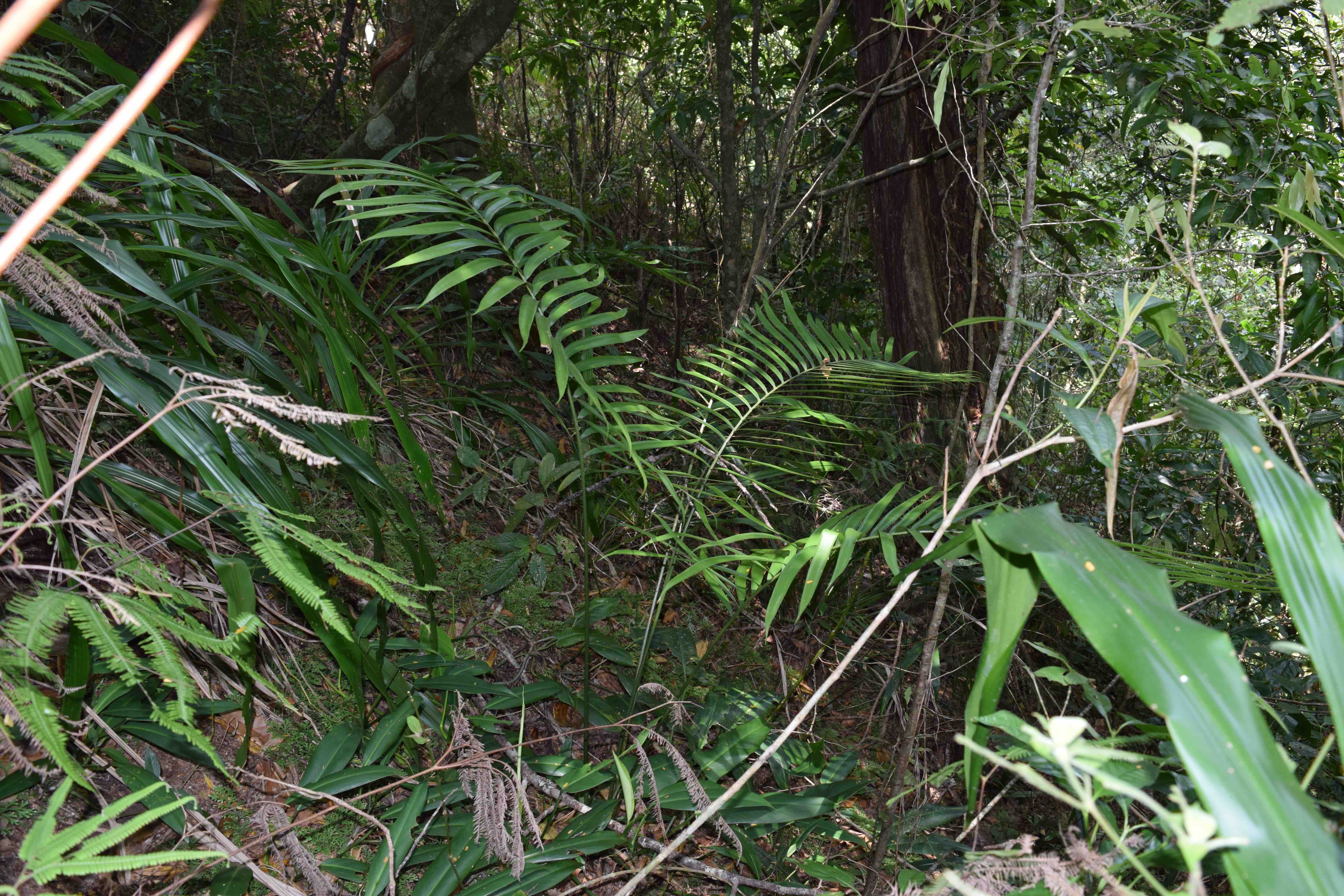 Ceratozamia whitelockiana » Jones Landscaping Nursery