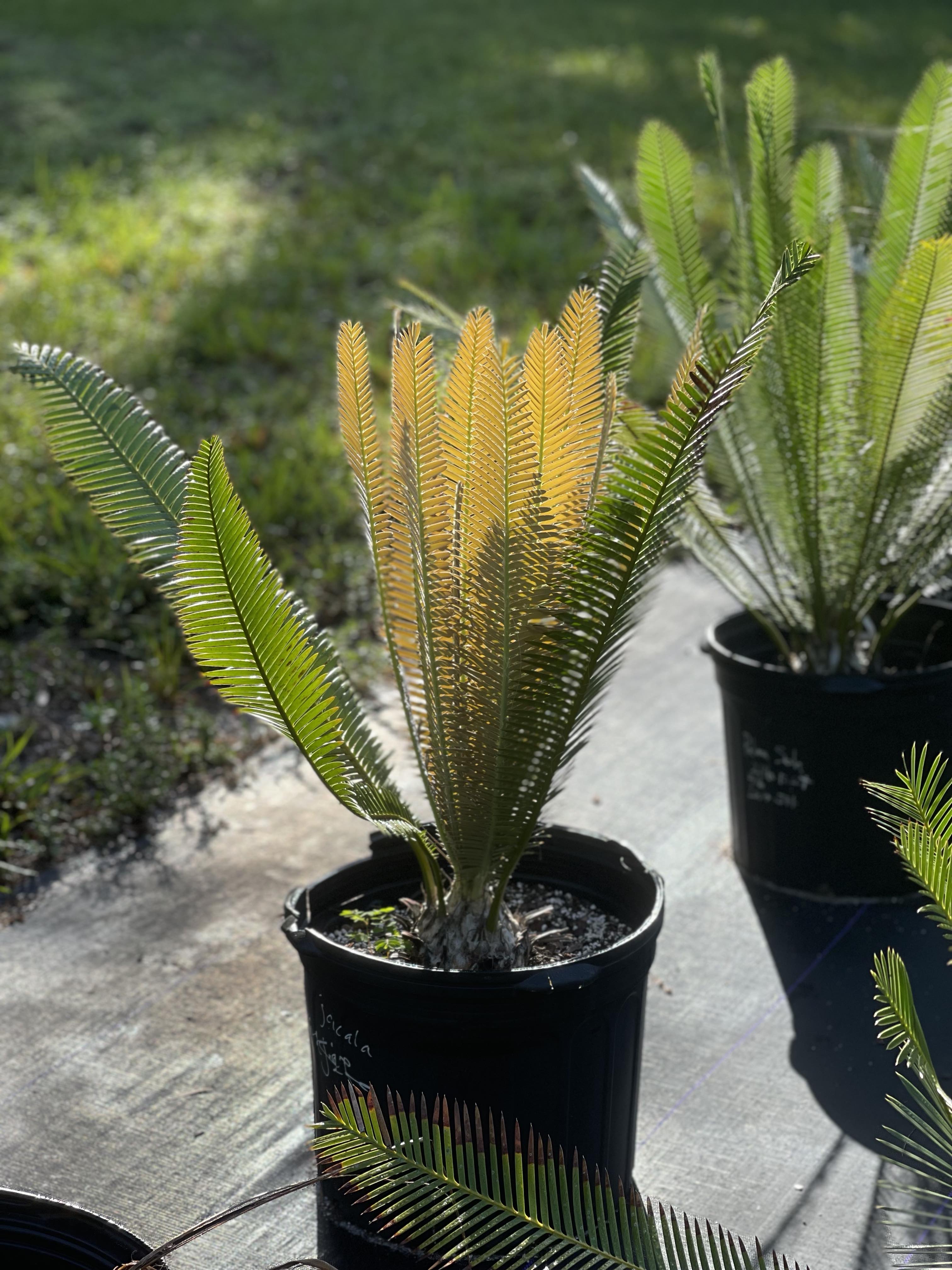 Dioon angustifolium » Jones Landscaping Nursery