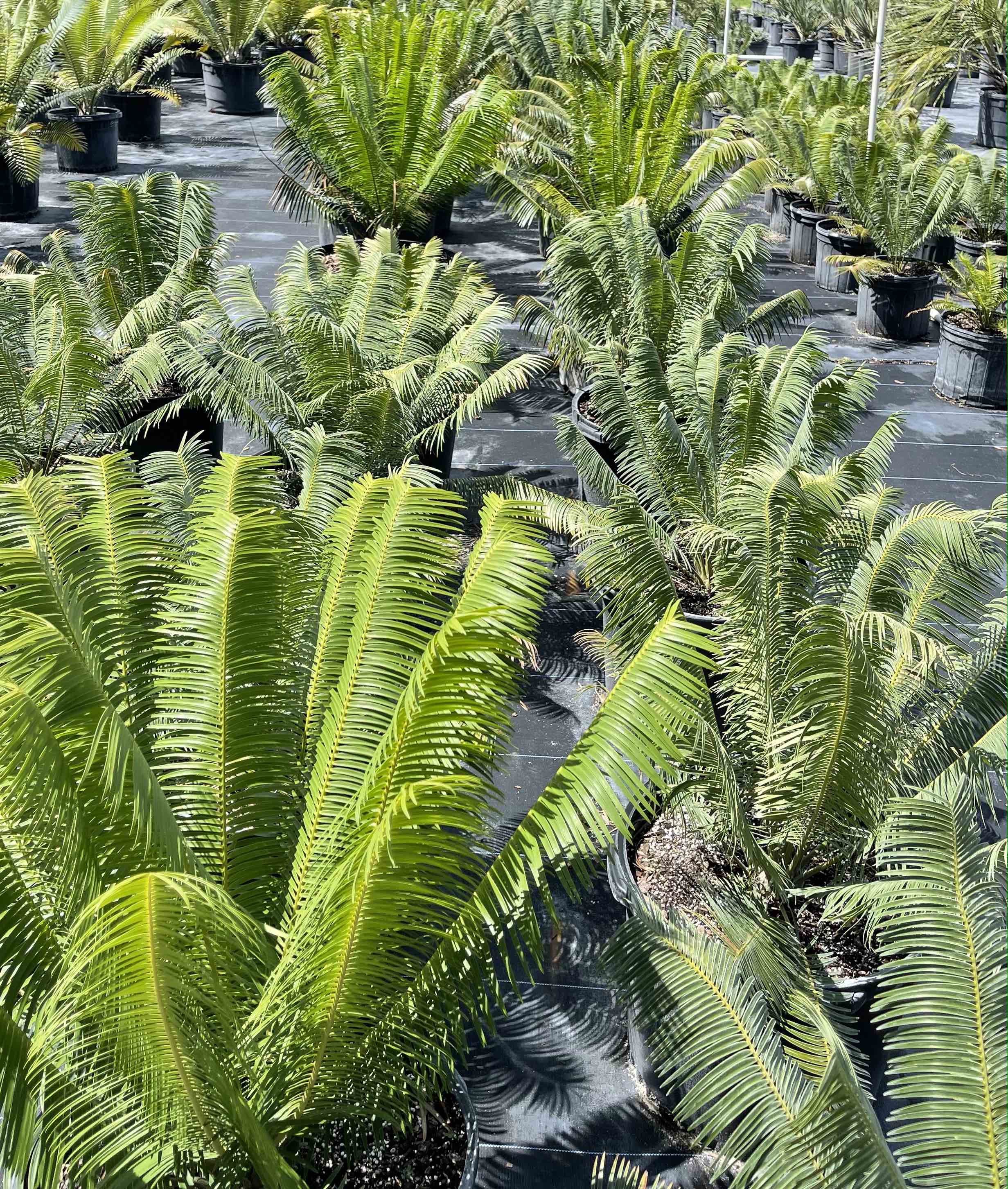 Microcycas » Jones Landscaping Nursery