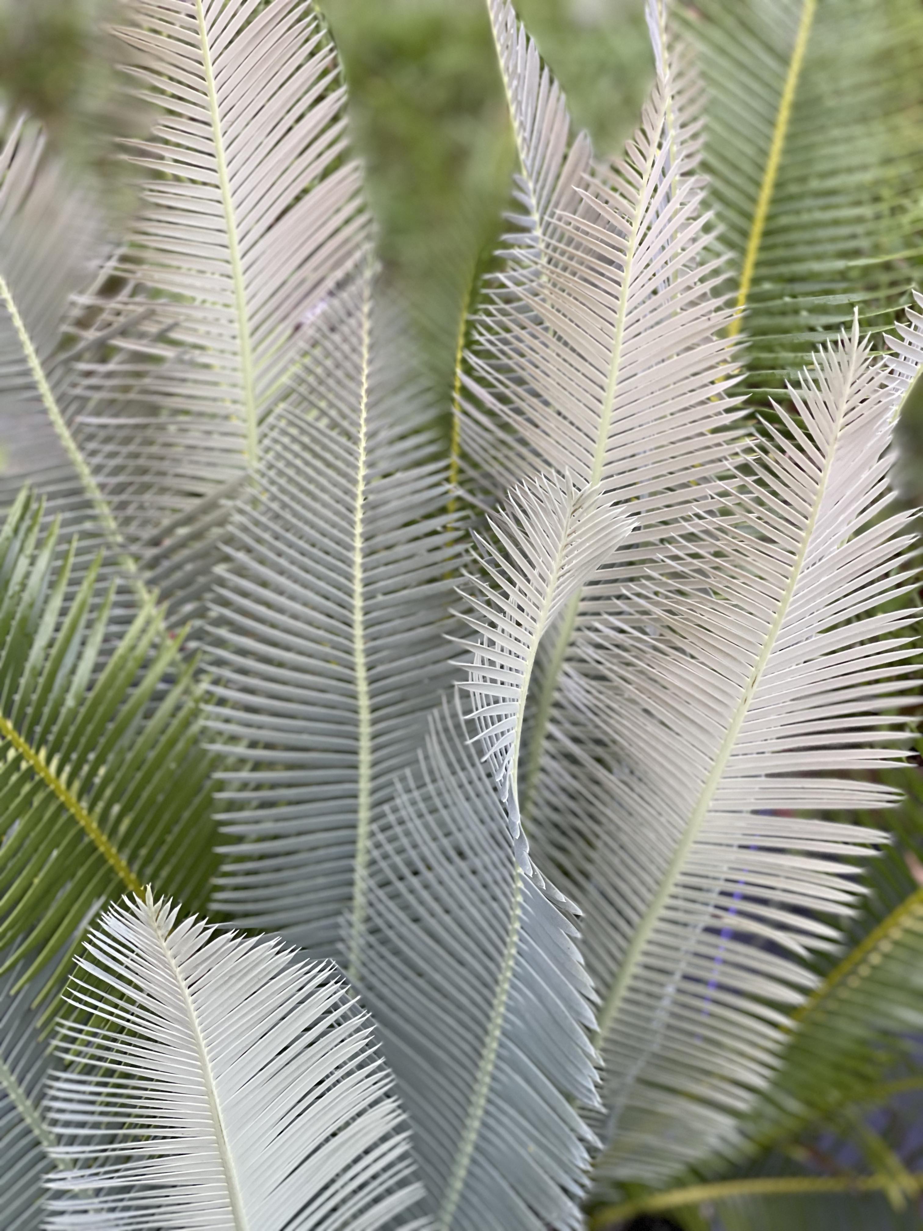 Dioon angustifolium » Jones Landscaping Nursery